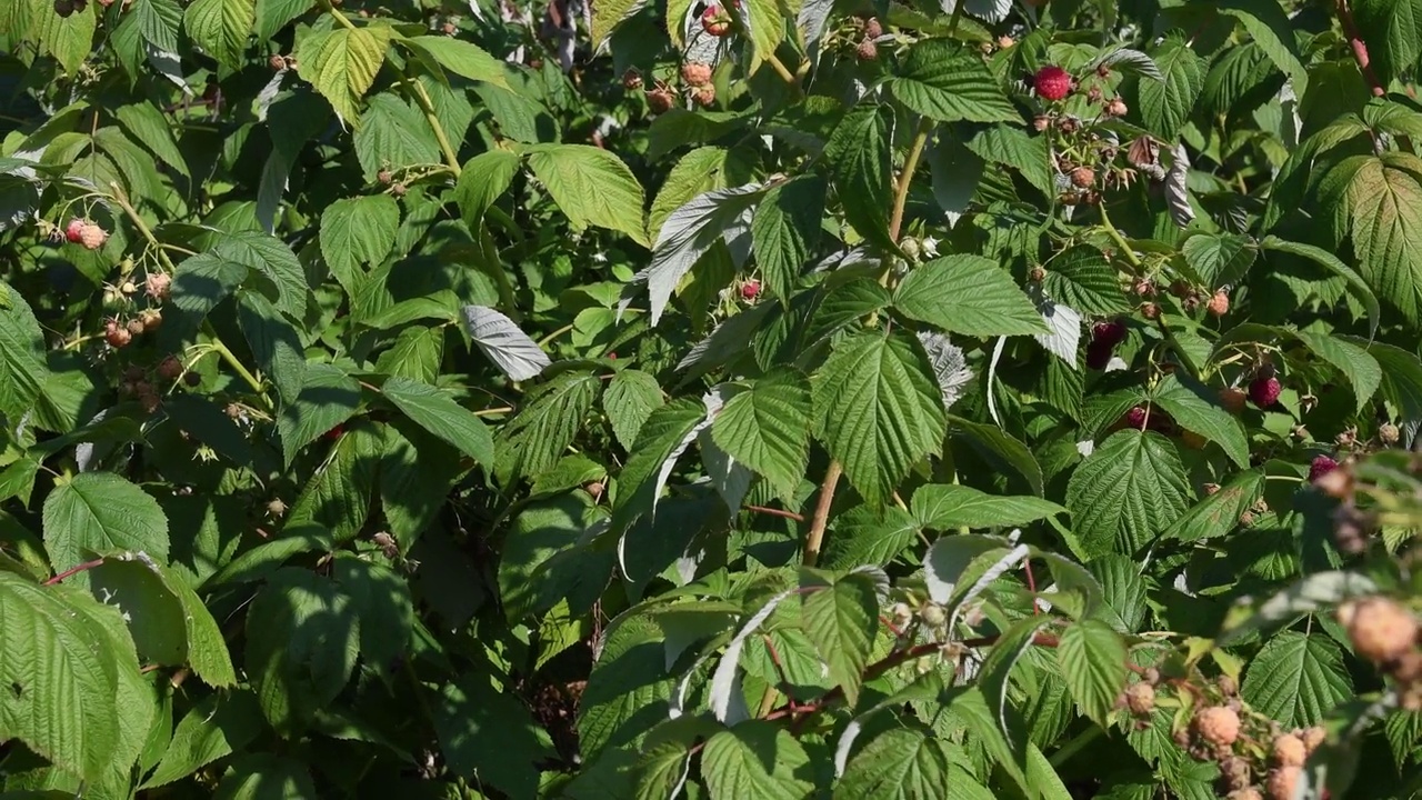 枝繁叶茂的树莓丛，在农场花园里采摘树莓视频素材