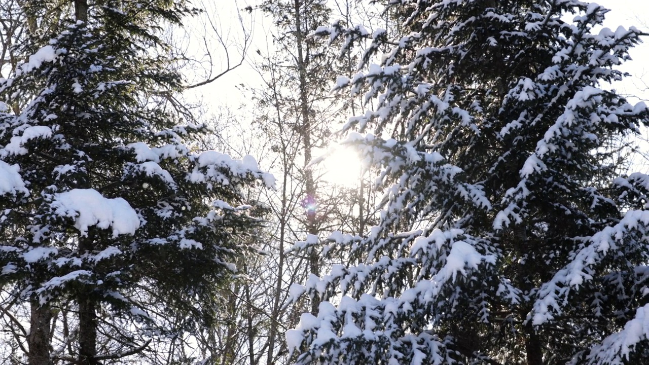 冬日森林里的白雪覆盖的树视频素材