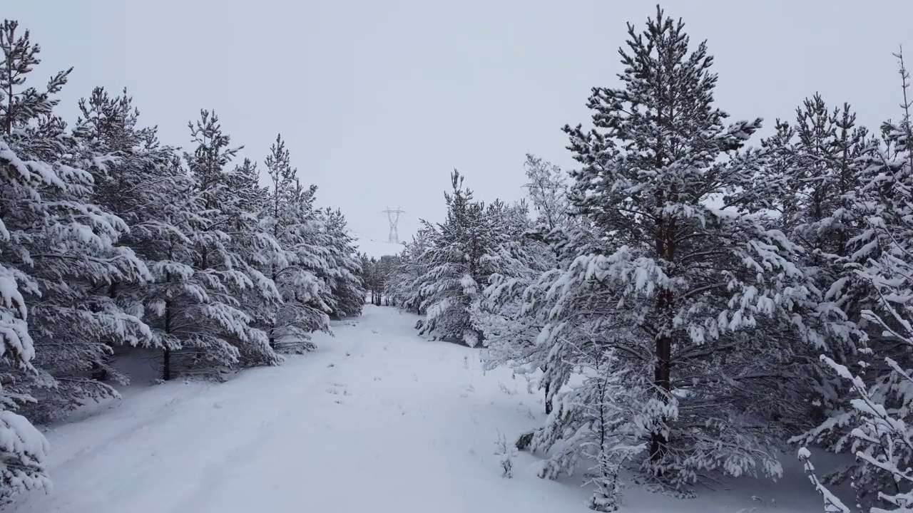 穿过白雪覆盖的松树视频素材