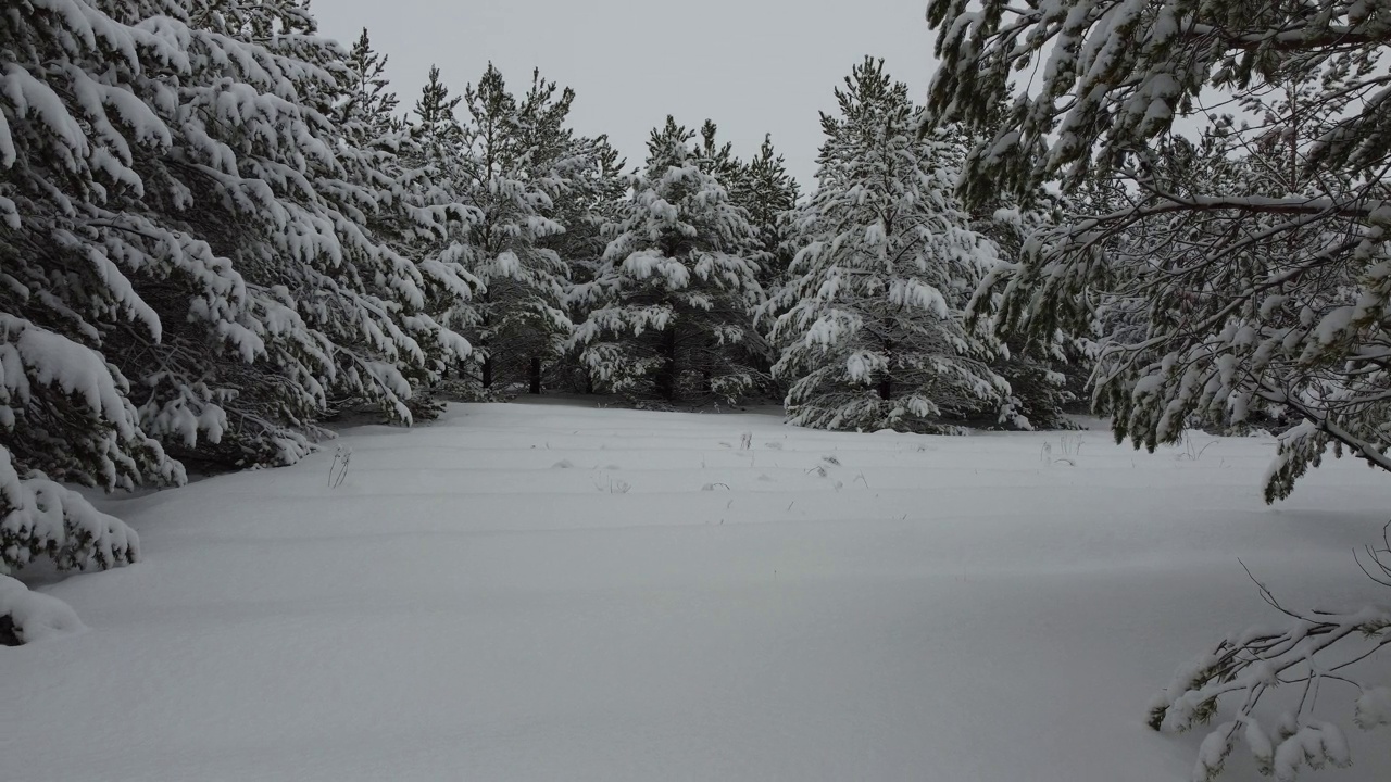 阴暗的白雪皑皑的松树林视频素材