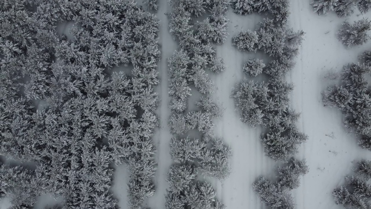 耸立在白雪覆盖的松树林之上视频素材