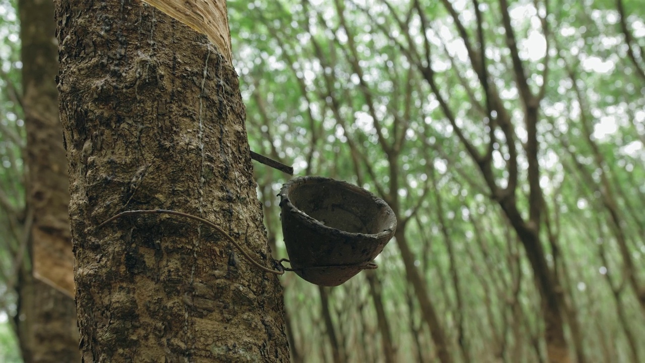 小木碗固定在橡胶树干，以传统的方式收集乳汁在种植园极端近距离视频素材