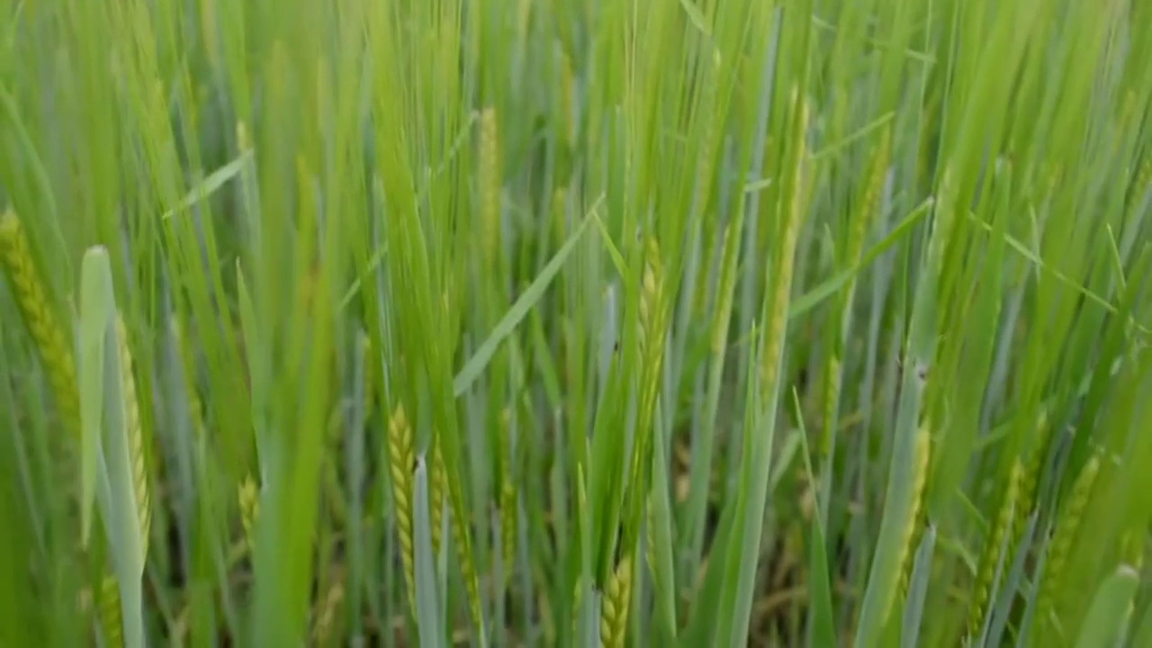 在农村种植有机食品。一片绿色的麦田视频素材