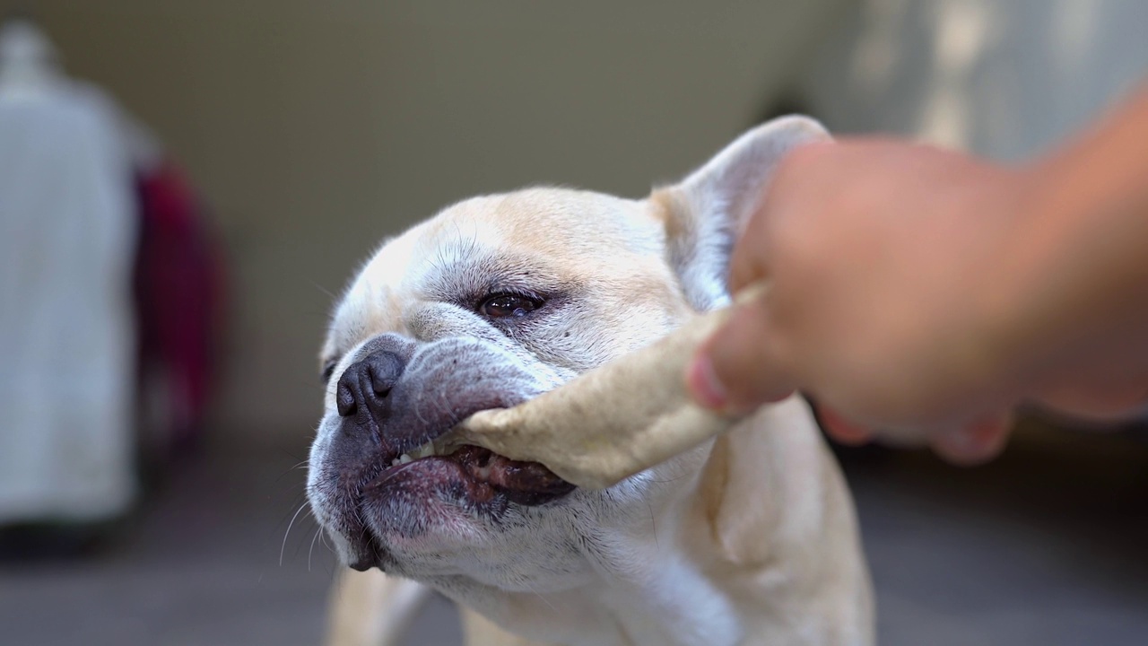 纯种法国牛头犬与主人玩耍，拉着骨头皮。视频素材