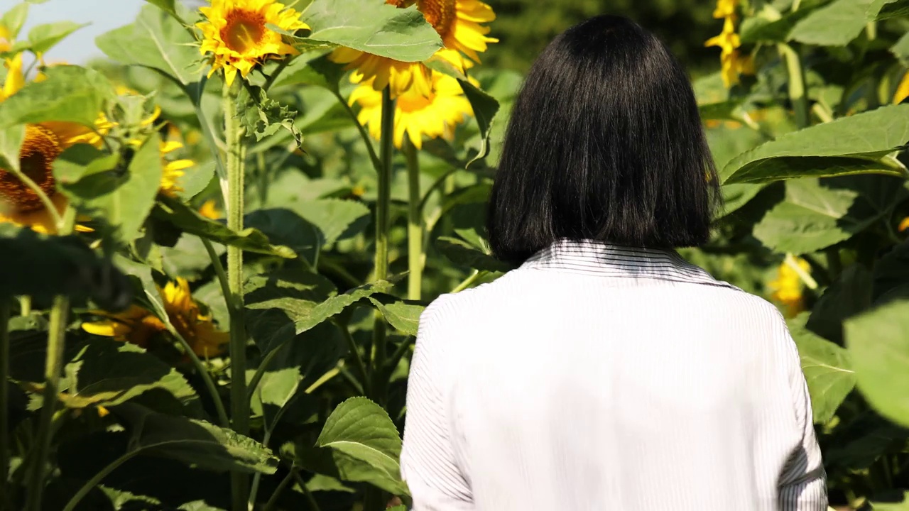 女农民，农学家检查质量收获，走在有机向日葵田里视频素材