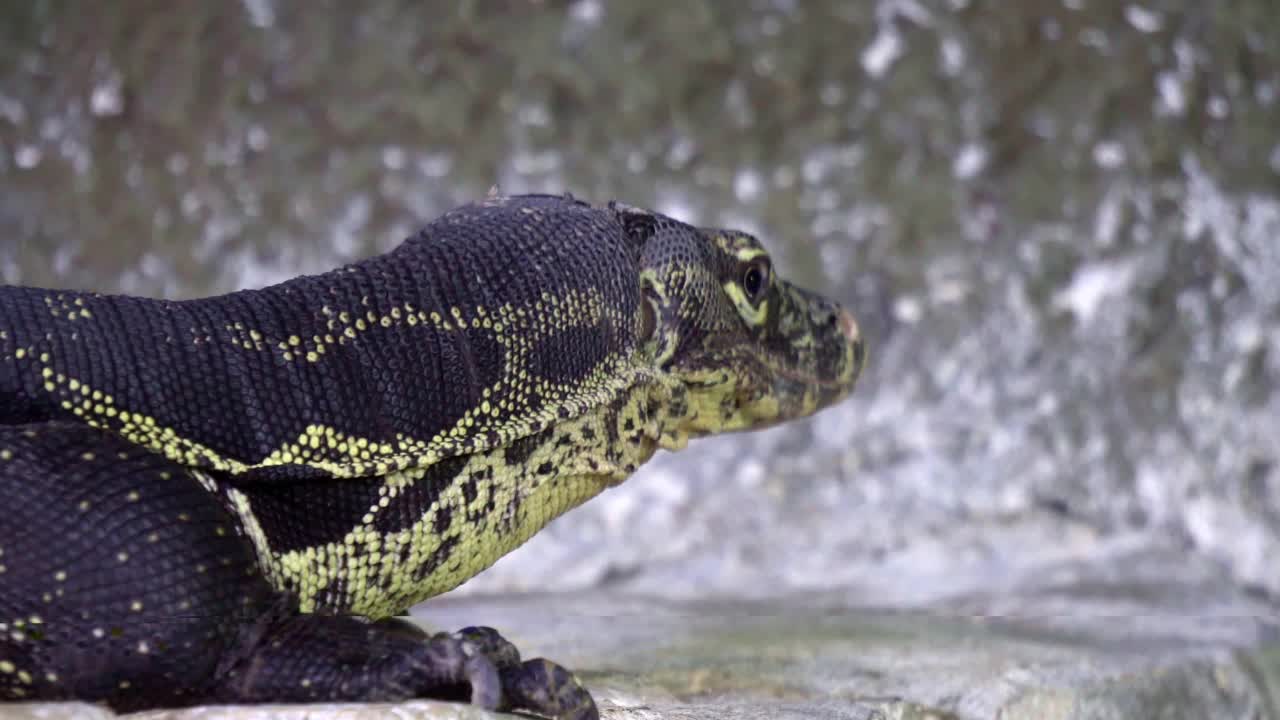 TheÂ亚洲水蜥monitorÂ (Varanus salvator)是largeÂ varanidÂ蜥蜴本土toÂ SouthÂ andÂ东南亚视频素材