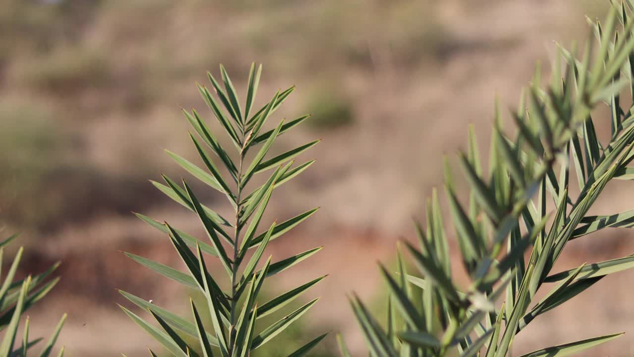 选择性聚焦主体，模糊背景。农场种植园里的枣椰树林。带有椰枣树的热带景观。或令人敬畏的局部椰枣棕榈树，树枝在风叶中移动。视频素材