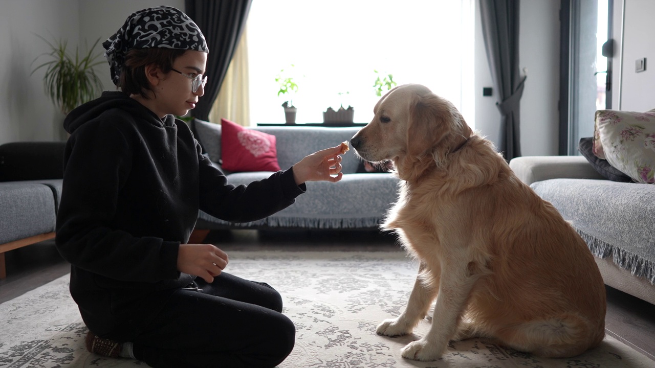 小男孩正在服从训练他的金毛猎犬视频素材