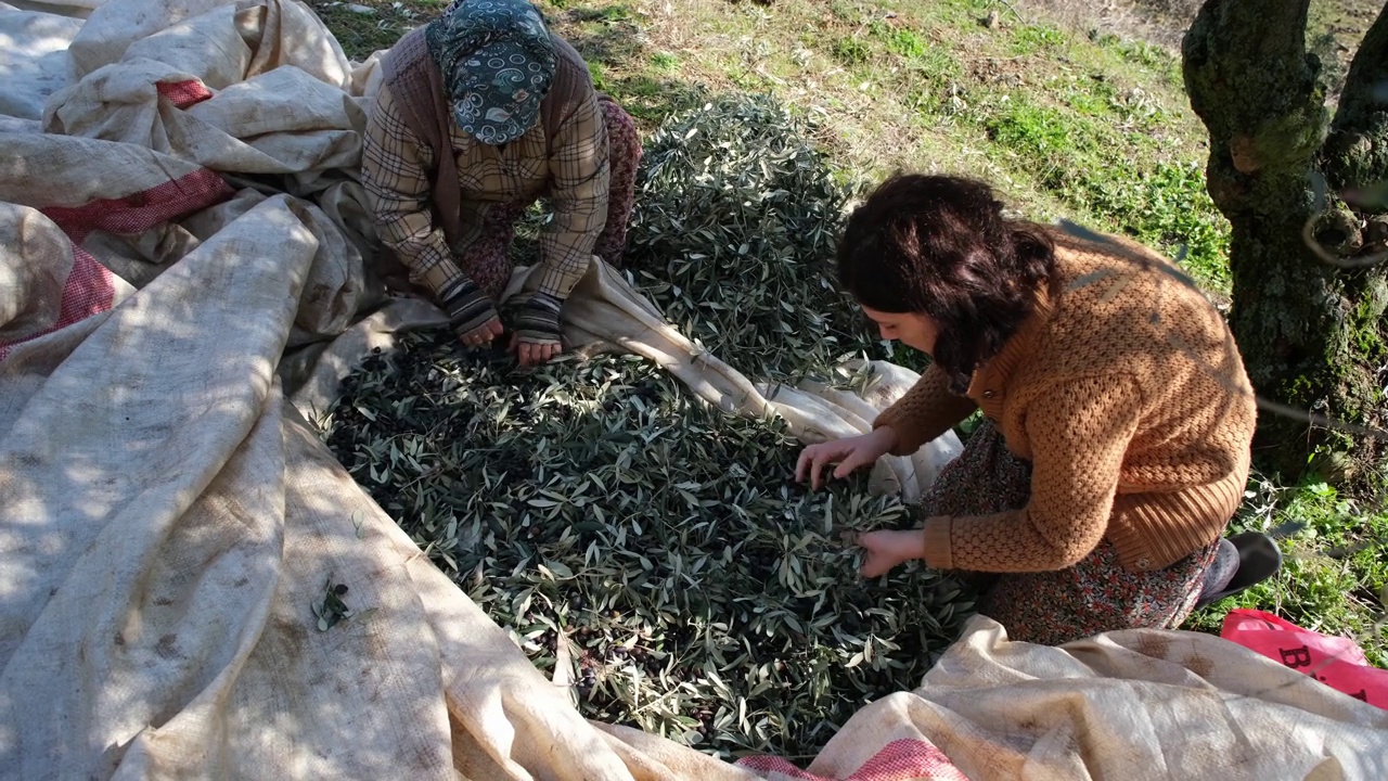 专注于意大利南部的橄榄油生产。农民的手检查采摘的橄榄视频素材