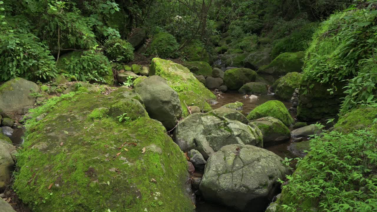 美丽的热带绿色森林。绿色森林中的河流。可持续旅游的概念。在绿色的森林里远足。徒步旅行的概念。Amatlan、墨西哥视频素材