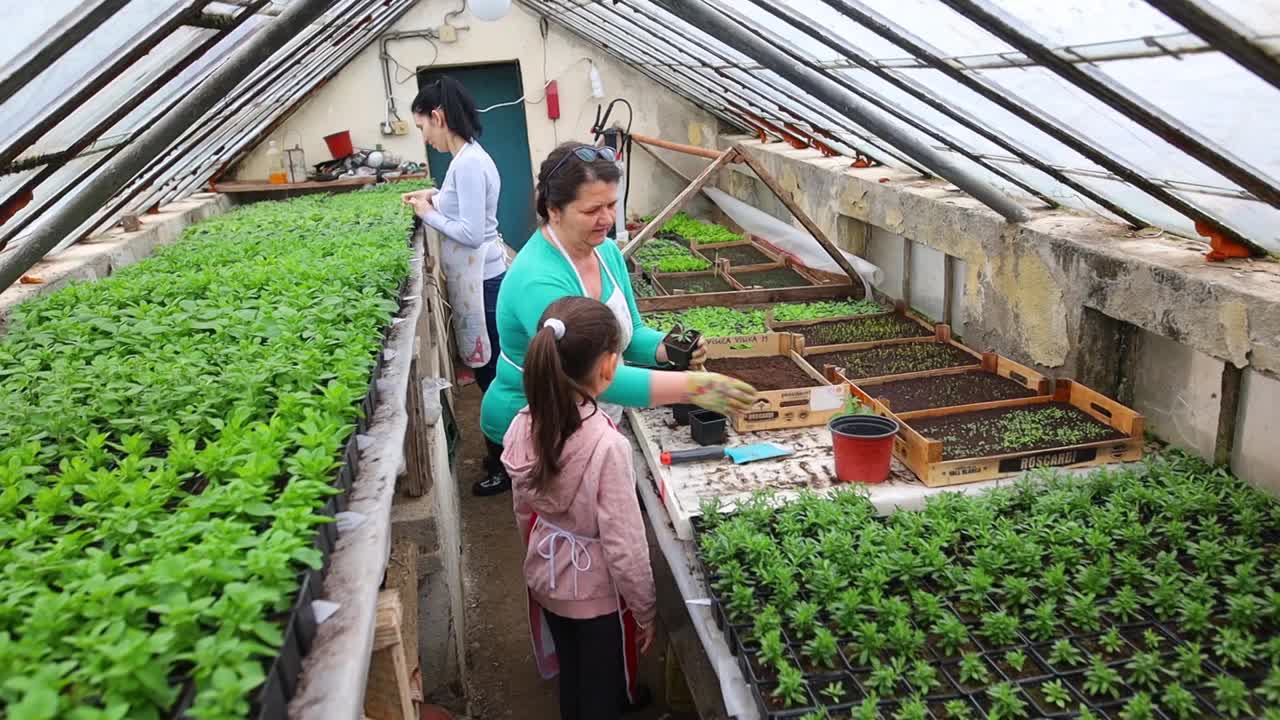 种花的女植物学家视频素材