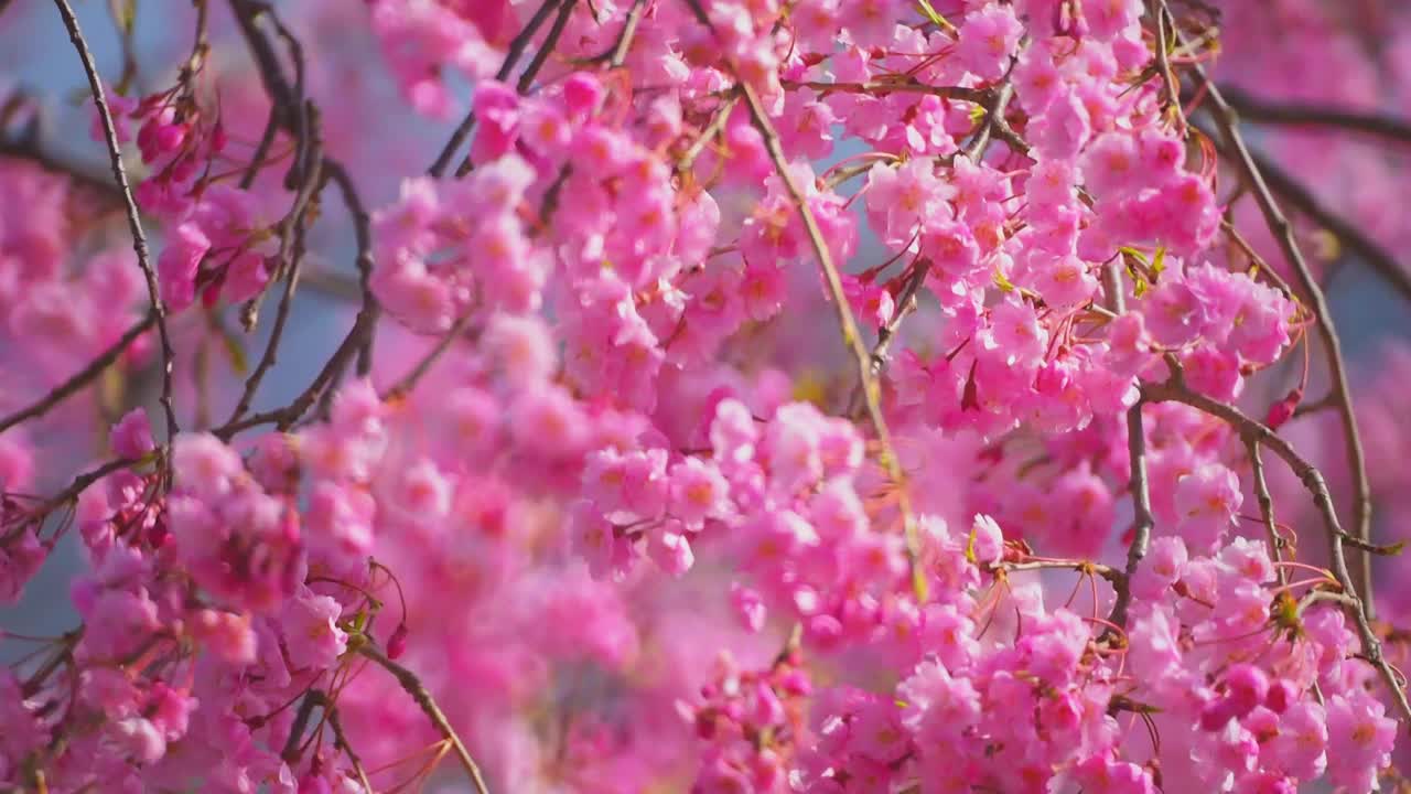 粉红色花瓣的樱花在风中摇曳视频素材