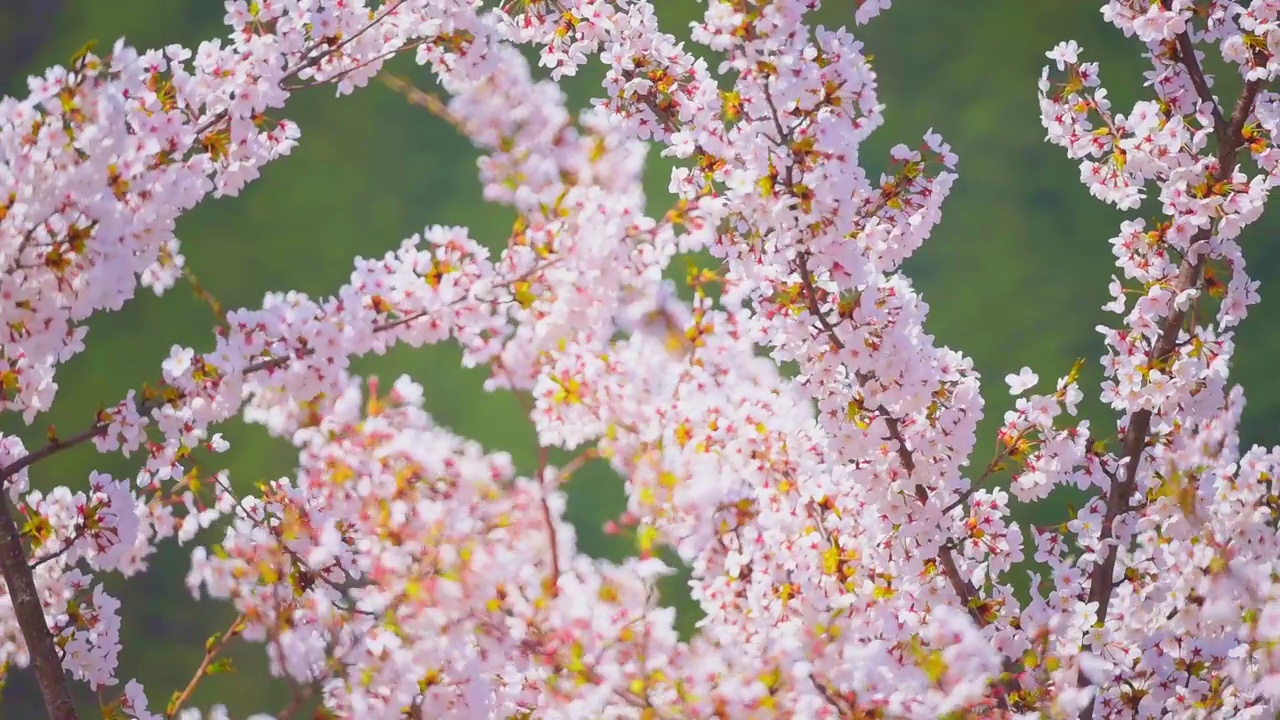 粉红色花瓣的樱花在风中摇曳视频素材