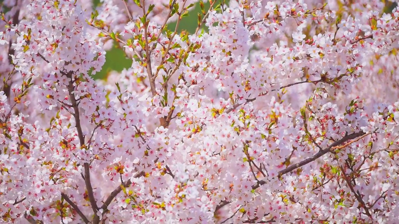 粉红色花瓣的樱花在风中摇曳视频素材