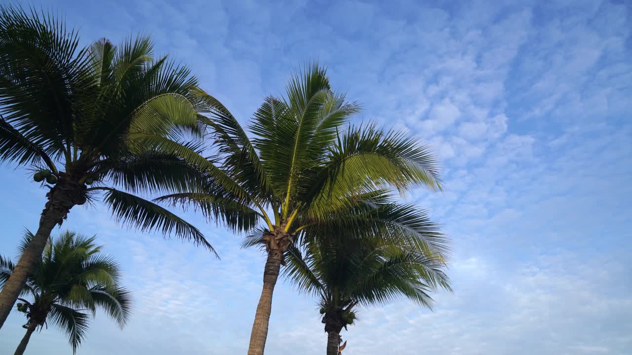 椰子树上有美丽的蓝天白云视频素材