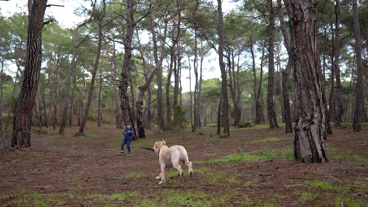 慢镜头快乐的金毛寻回犬在自然森林中奔跑视频素材