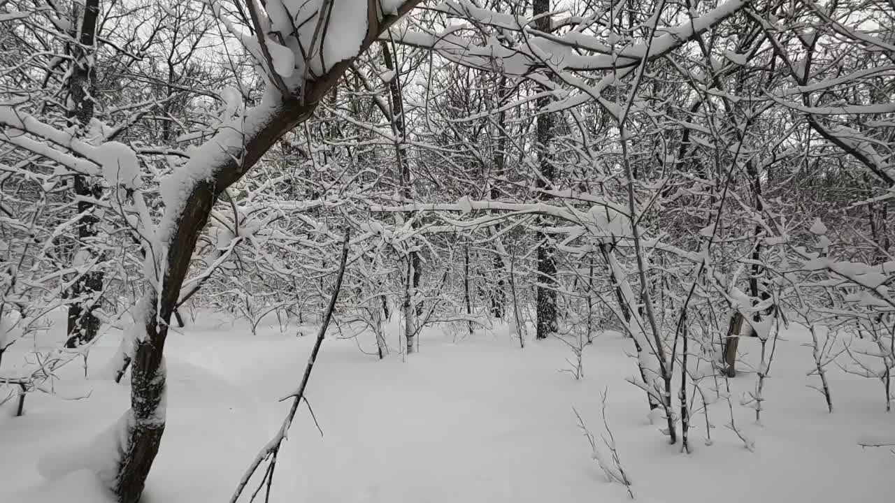 树上的雪视频素材