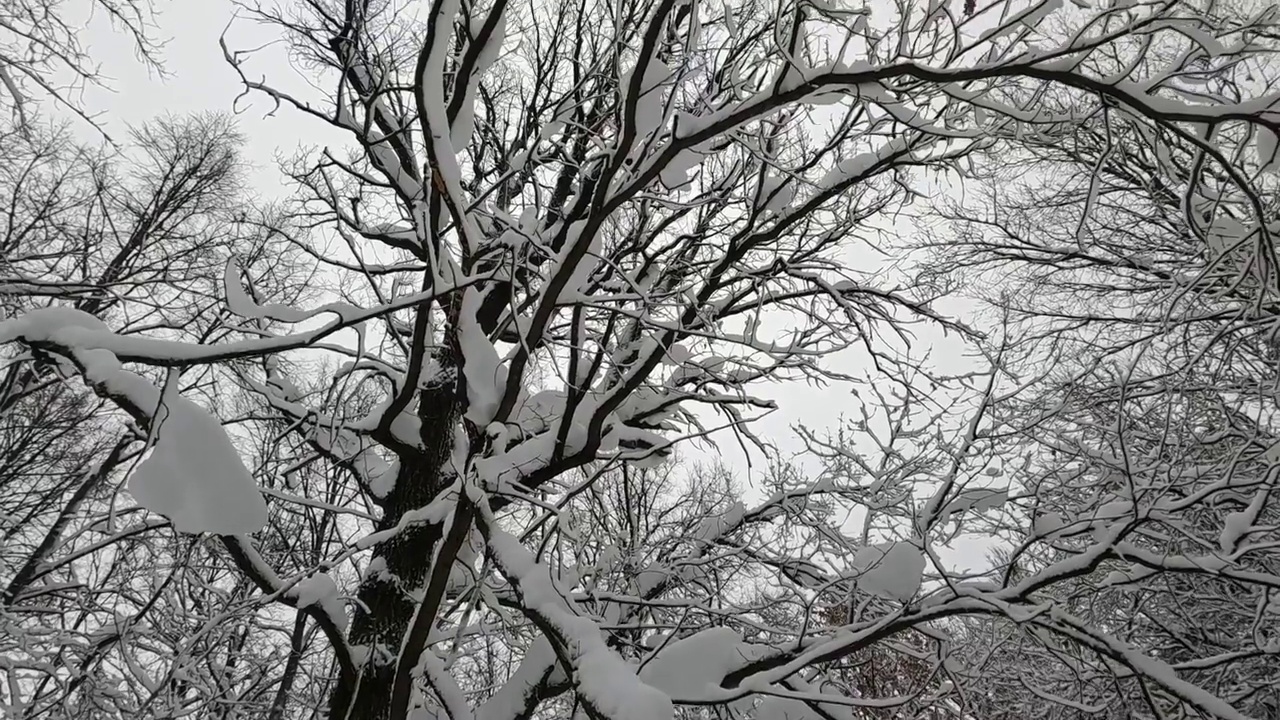 树上的雪视频素材