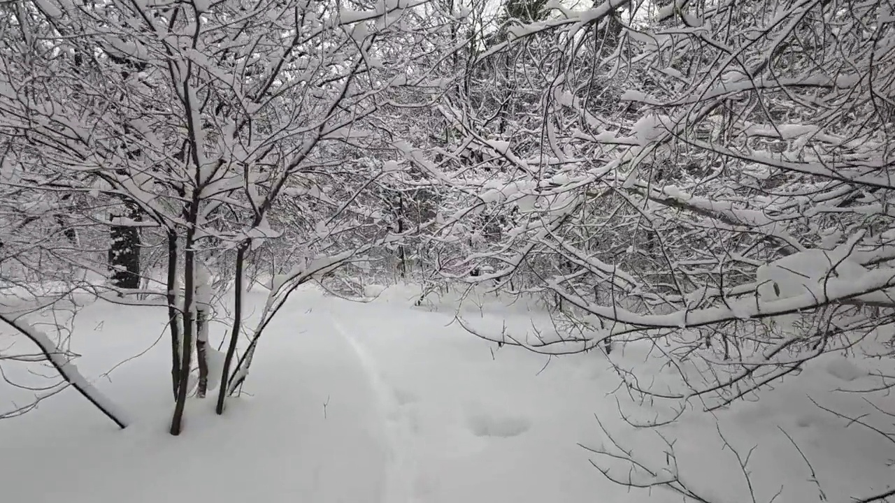 树上的雪视频素材