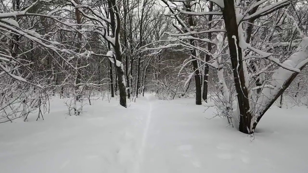 树上的雪视频素材