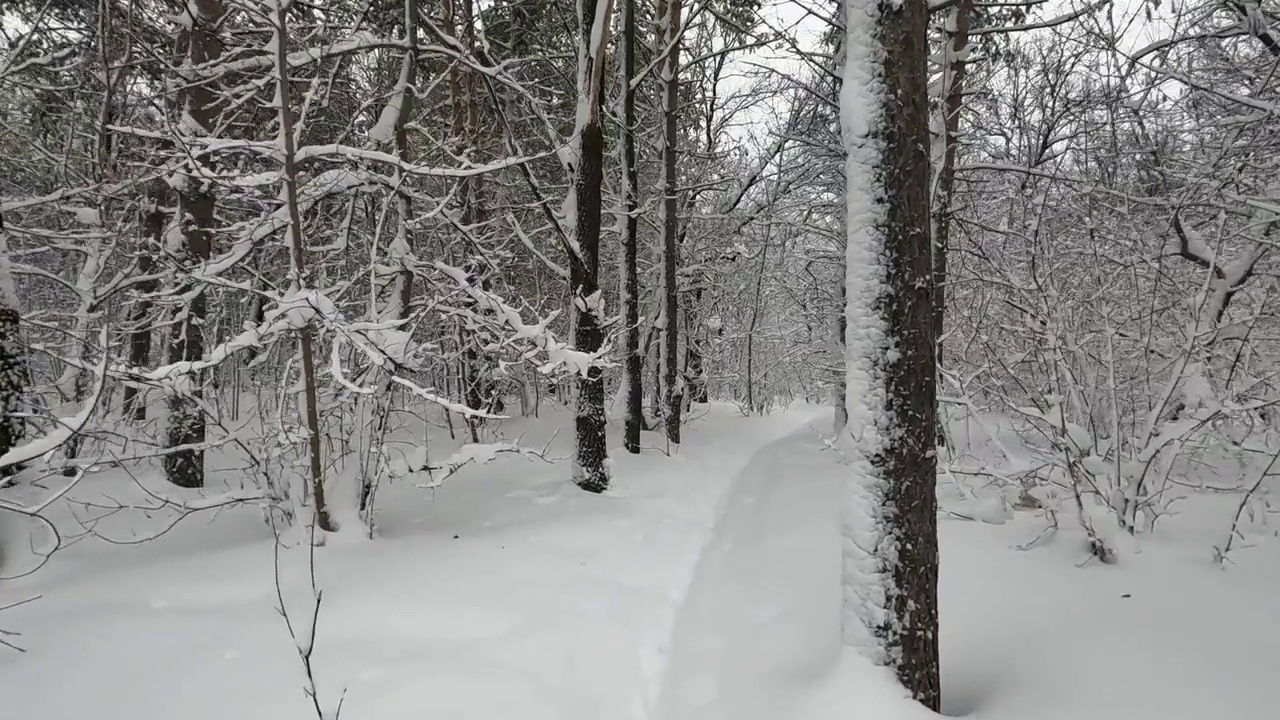 树上的雪视频素材