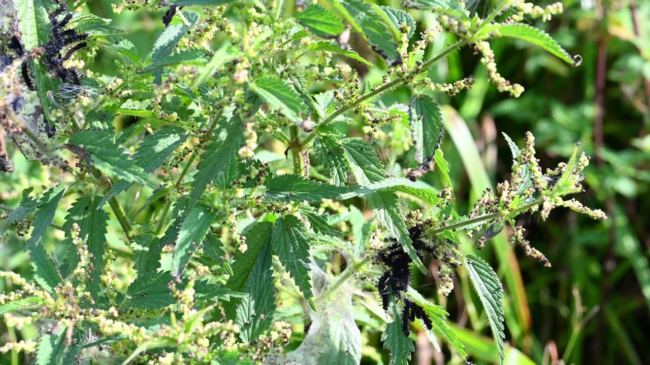 长着黑毛虫的荨麻在风中摇摆。视频素材