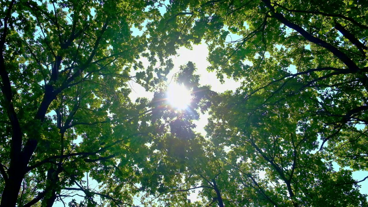 阳光照射在树叶上。选择性focus.Nature。视频素材