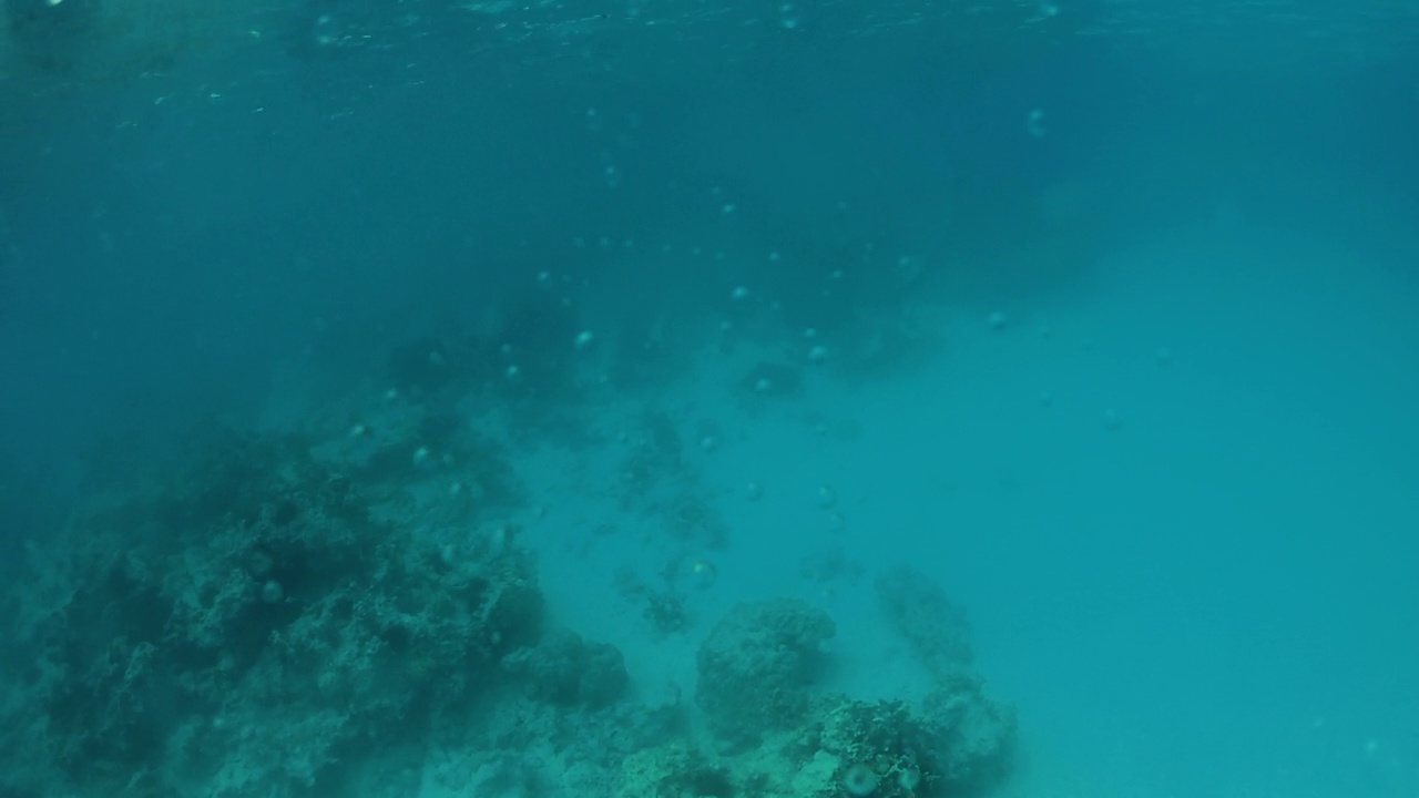 坦桑尼亚桑给巴尔岛的海底生物视频素材