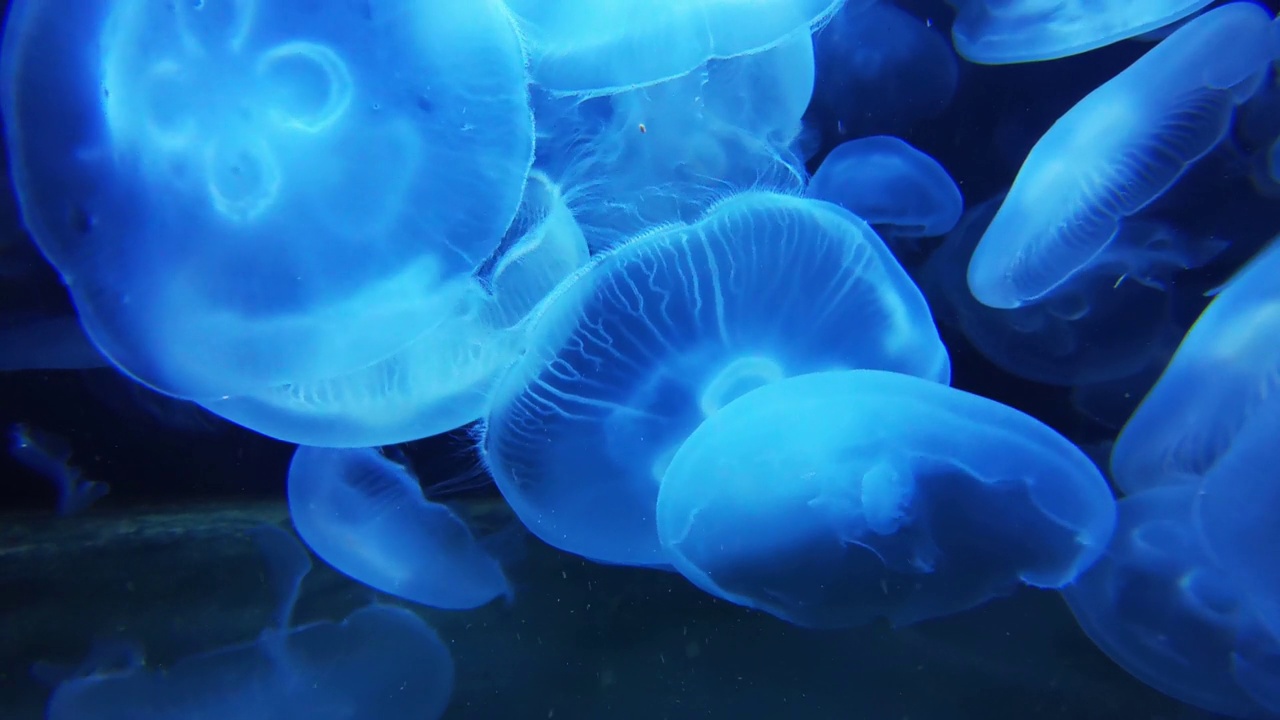 水族馆里一群巨大的蓝色霓虹水母。视频下载