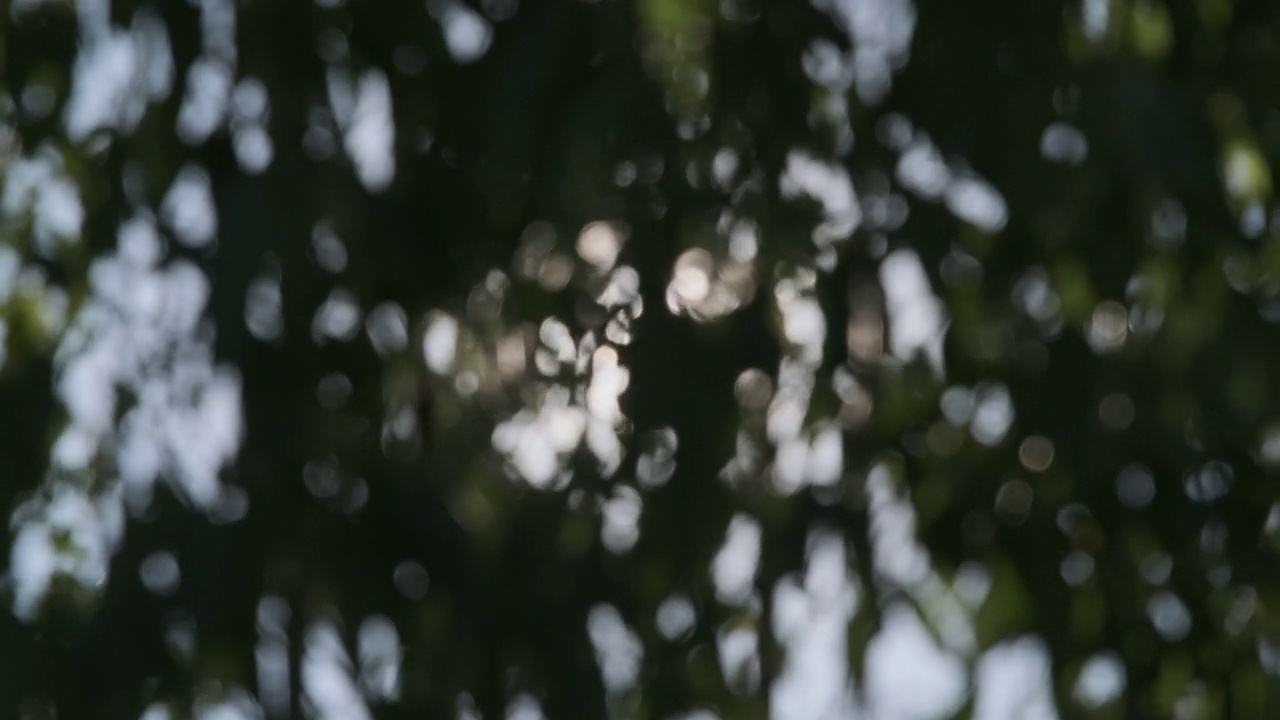 阳光透过树叶在微风中摇曳，模糊的散景背景。抽象的自然背景。视频素材