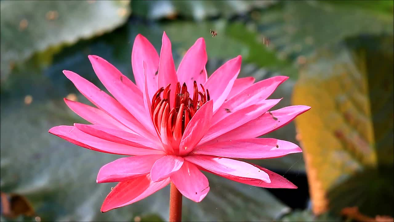 美丽盛开的热粉红色莲花的镜头与一群小蜜蜂采集花蜜视频素材