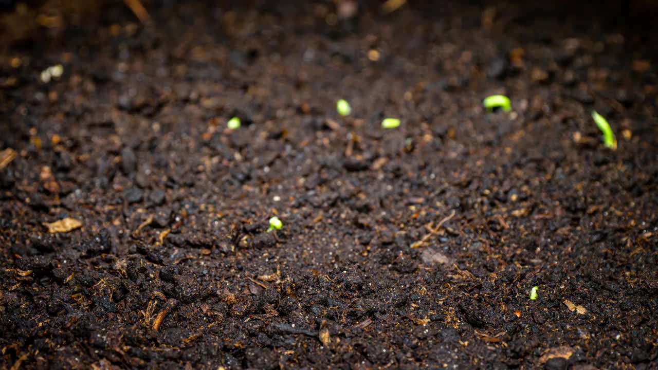 豌豆芽生长快在时间推移的视频。在幼苗。温室中萌发新生豌豆植株视频素材