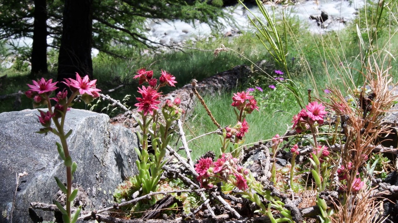 山宅族，万寿菊，花，视频素材