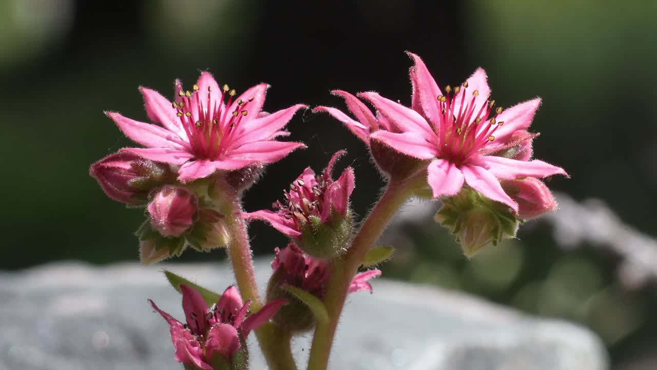 山宅族，万寿菊，花，视频素材