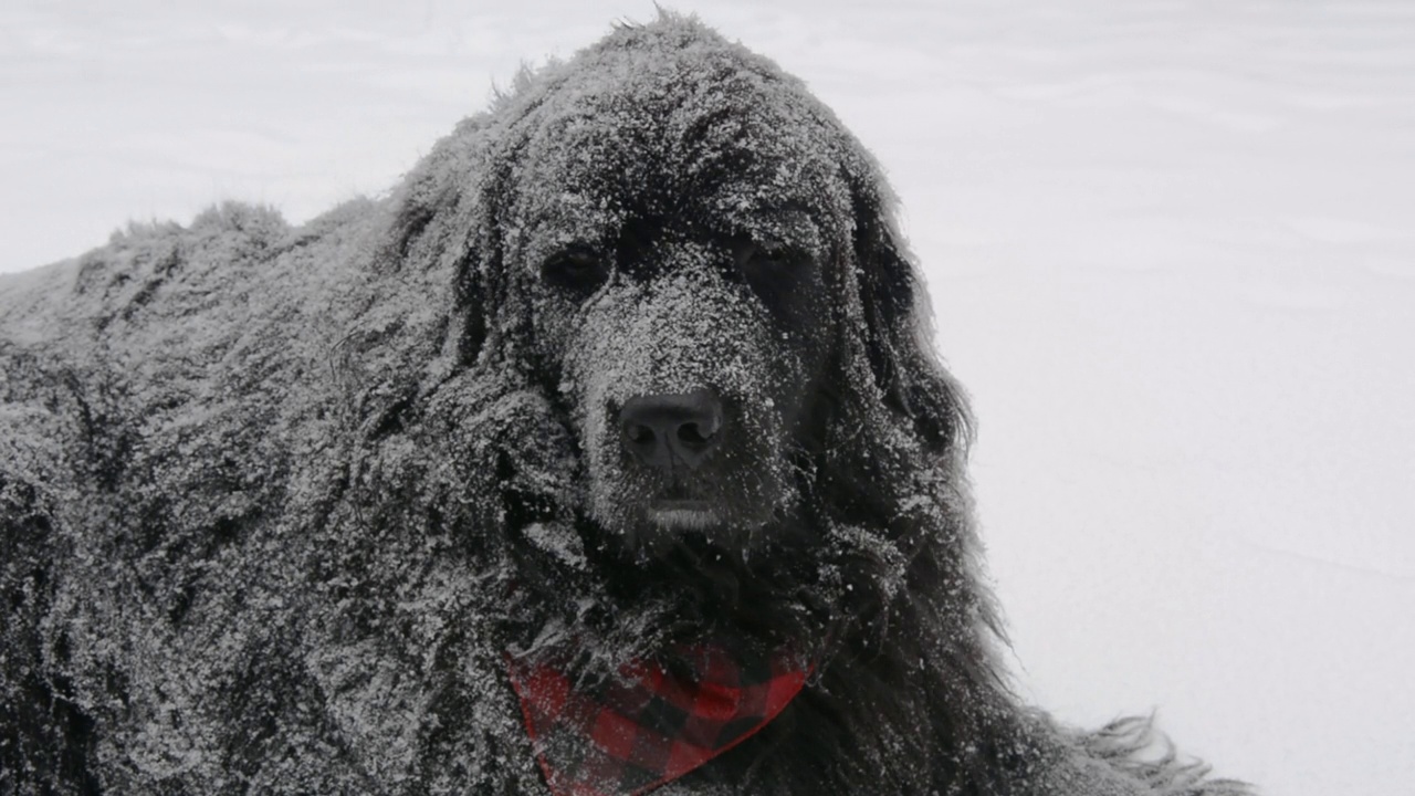 纽芬兰犬熊在暴风雪中休息视频下载