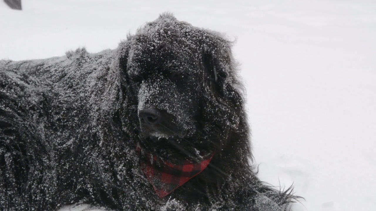 纽芬兰犬熊在暴风雪中休息视频素材