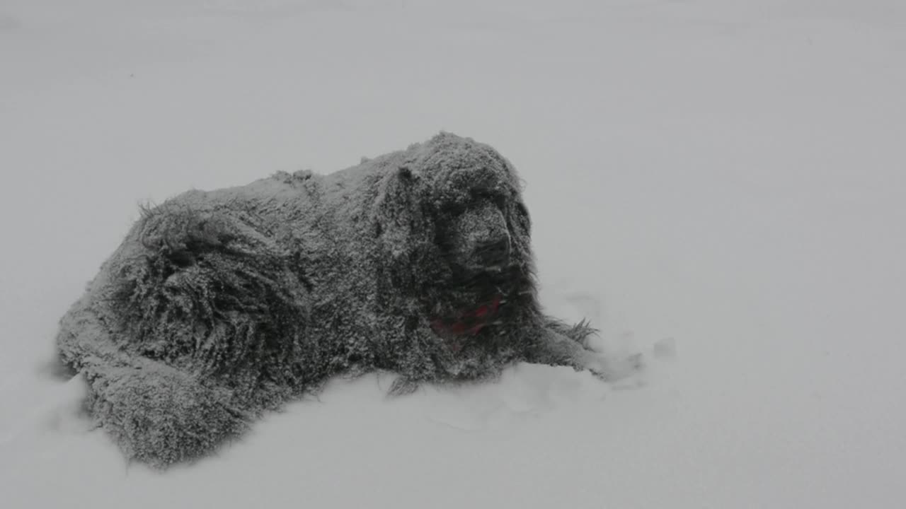 纽芬兰犬熊在暴风雪中休息视频素材