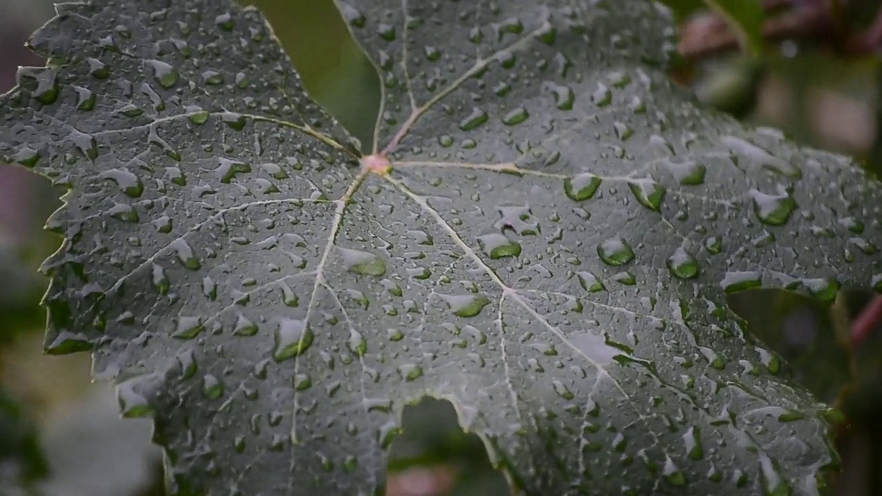 雨滴落在藤叶上视频素材