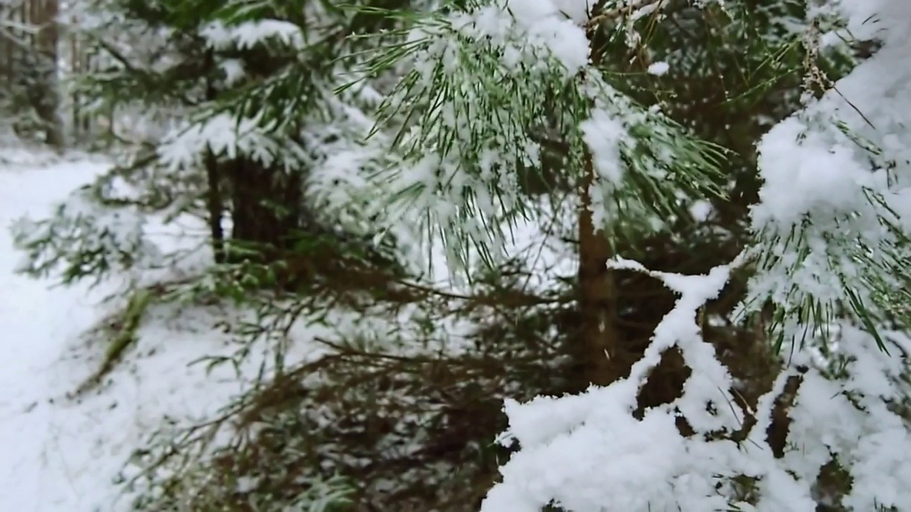 飘落的雪花的慢镜头。近视图的雪杉木树枝。美丽的冬天的风景。视频素材