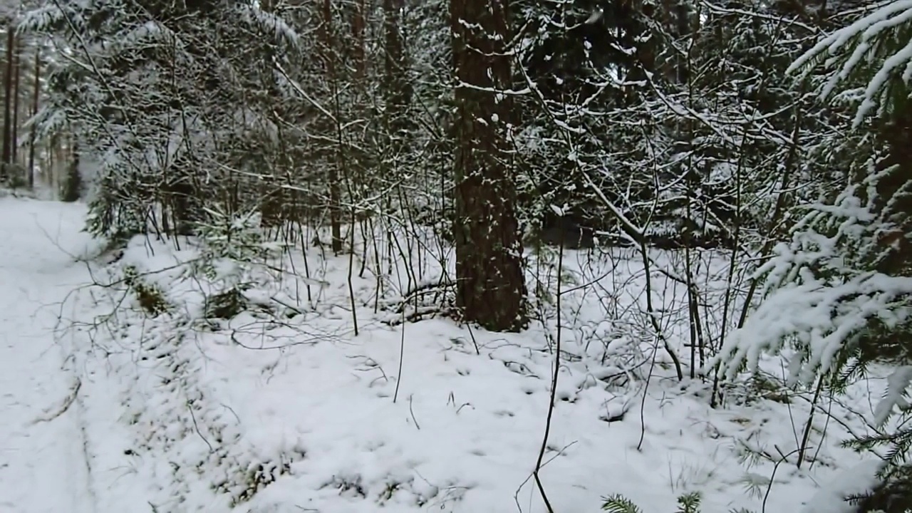 飘落的雪花的慢镜头。近视图的雪杉木树枝。美丽的冬天的风景。视频素材