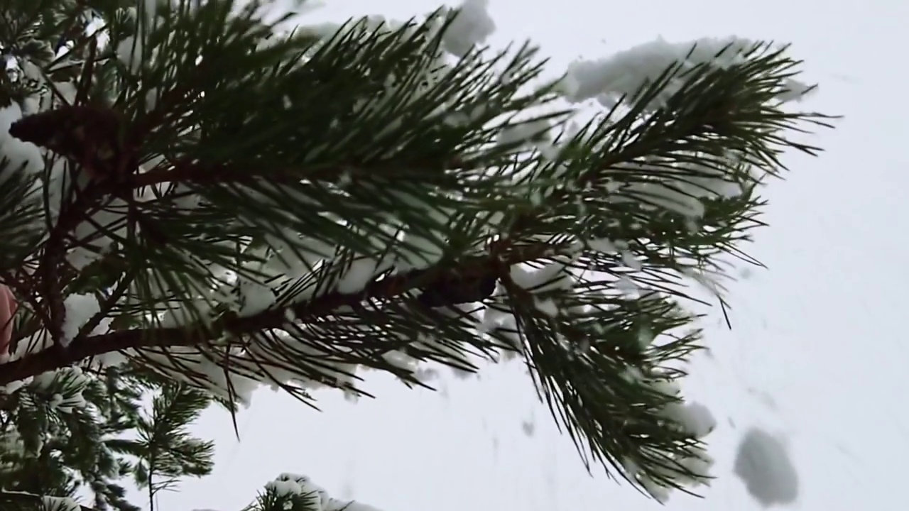 飘落的雪花的慢镜头。近视图的雪杉木树枝。美丽的冬天的风景。视频素材