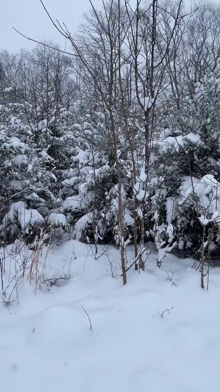 在降雪期间的常绿和落叶乔木林视频素材