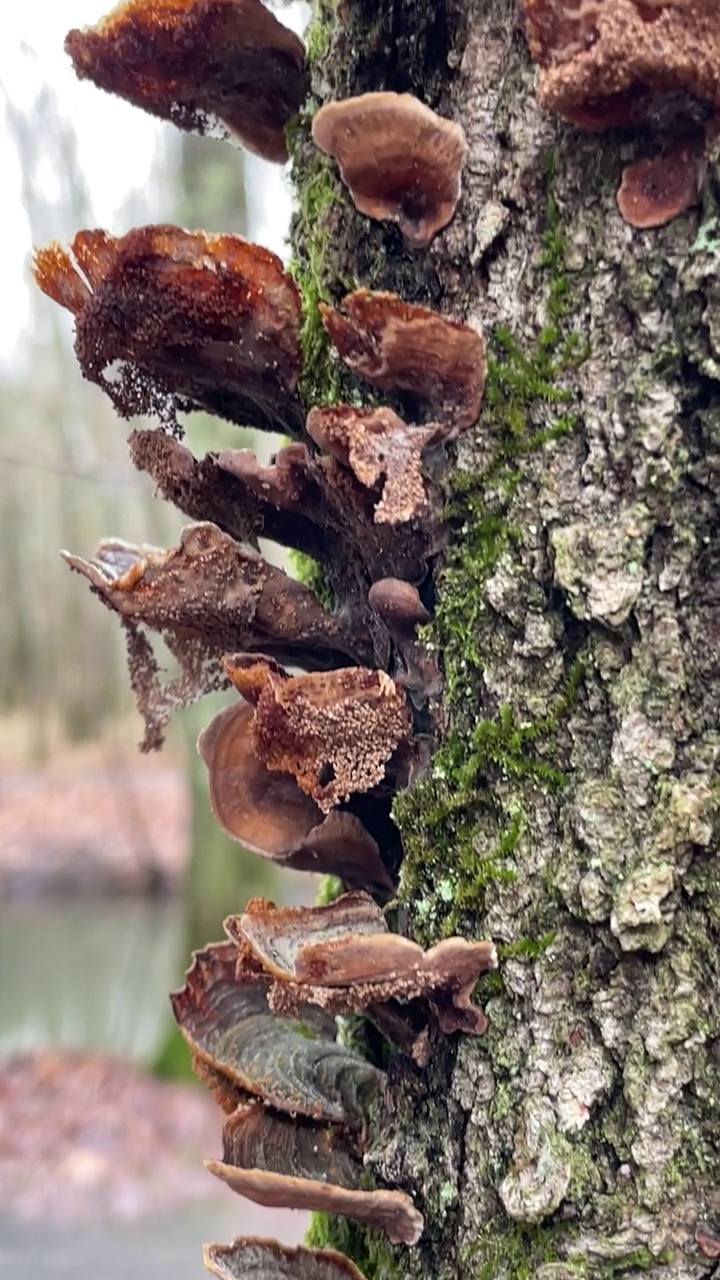 森林里树木上的棕色地衣和绿色苔藓特写视频素材