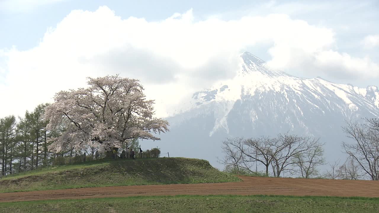 孤零零的樱桃树和岩手山，日本视频素材