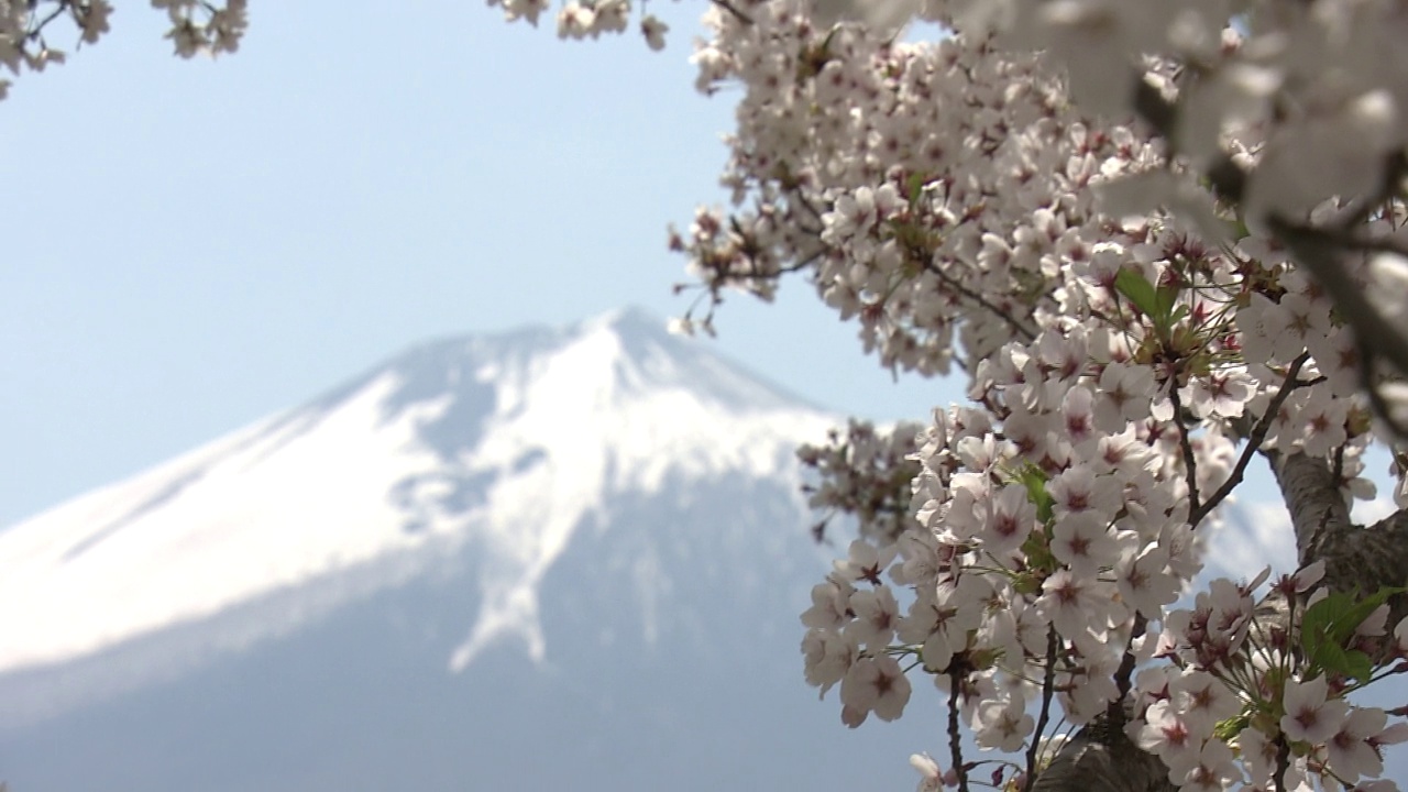 孤零零的樱桃树和岩手山，日本视频素材