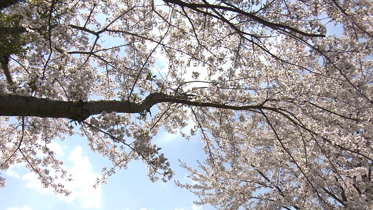 樱花盛开，岩手，日本视频素材