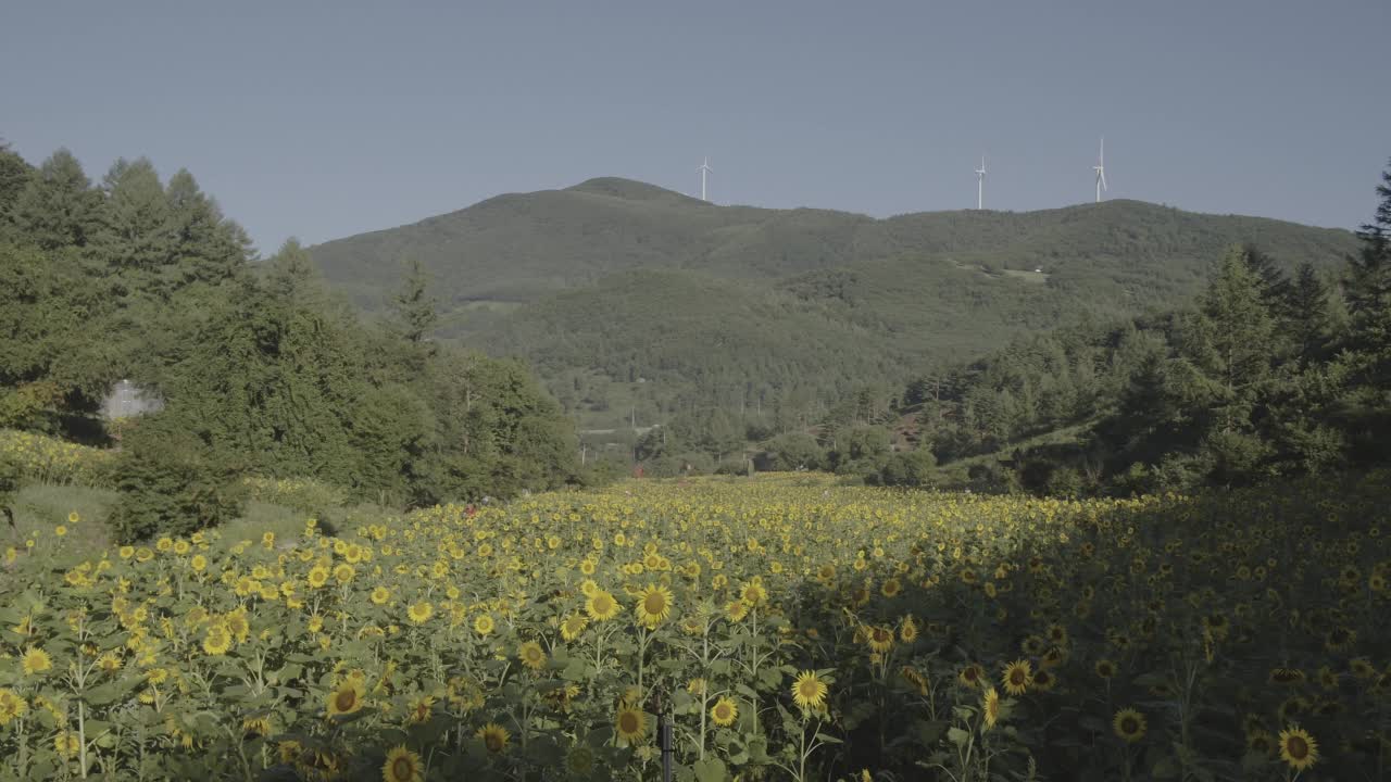 韩国江原道太白市古瓦村的向日葵田和自然风光视频素材