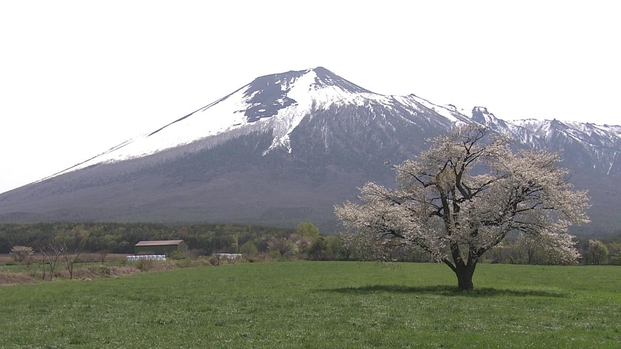 孤零零的樱桃树和岩手山，日本视频素材