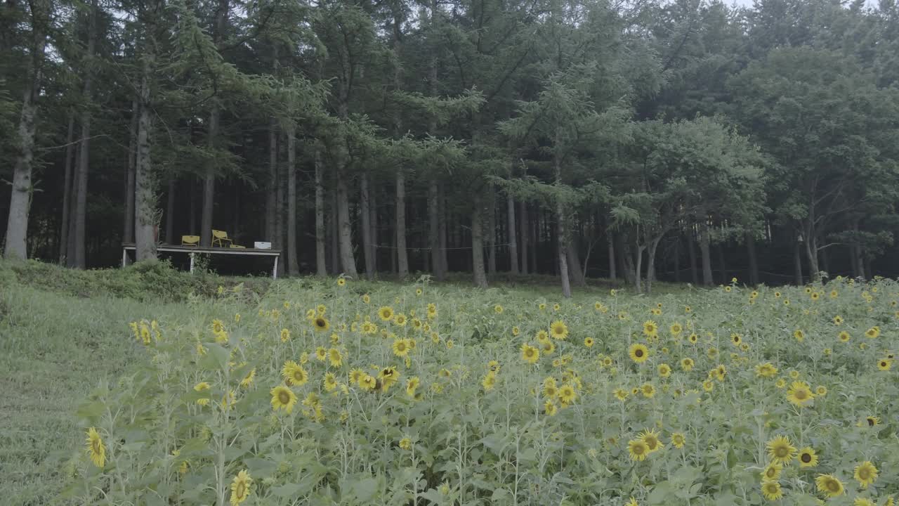 韩国江原道太白市古瓦村的向日葵田和自然风光视频素材