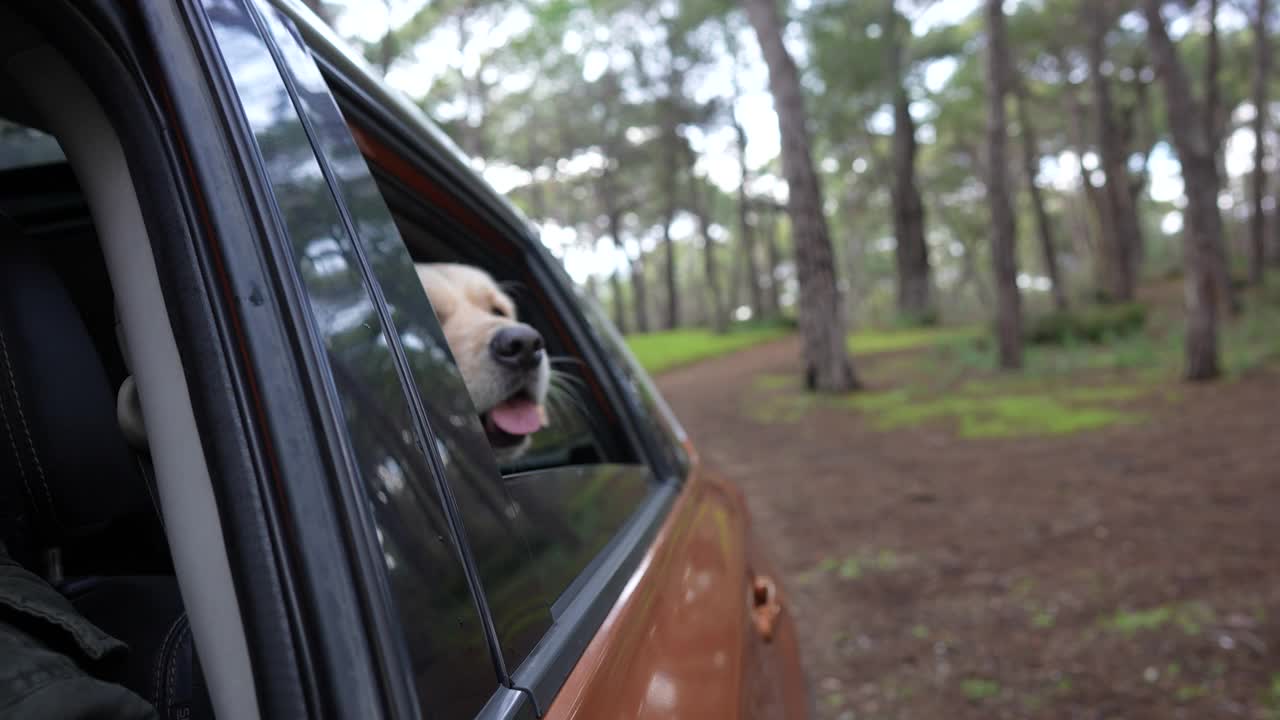 金毛寻回犬坐在车里欣赏窗外的景色。视频素材